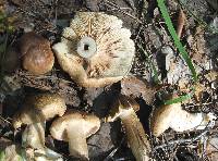 Tricholoma imbricatum image