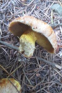 Suillus caerulescens image