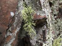 Usnea amblyoclada image