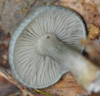 Clitocybe odora image