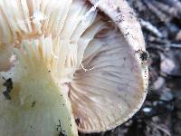 Lactarius uvidus image