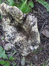 Lactarius controversus image