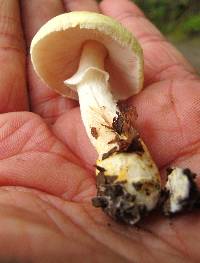 Agaricus auricolor image