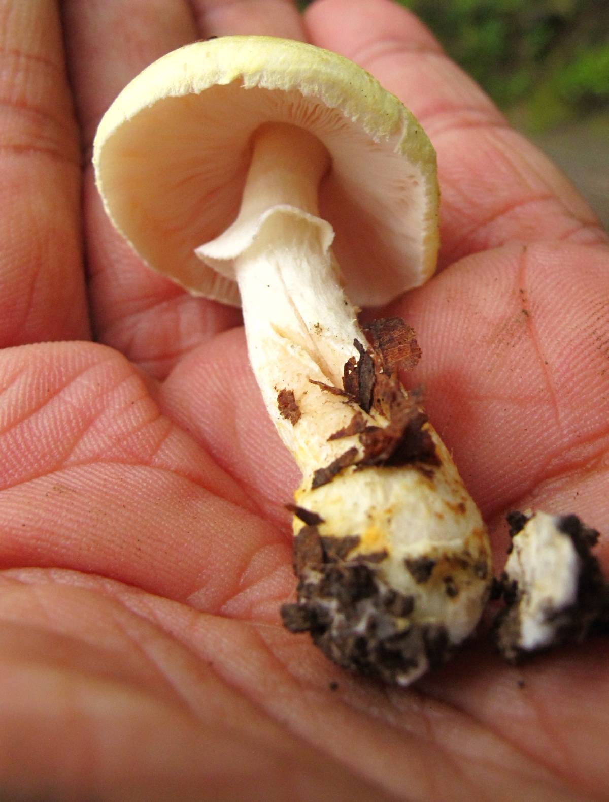 Agaricus auricolor image