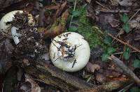 Lactarius deceptivus image