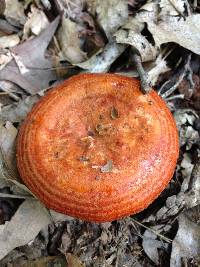 Lactarius peckii image