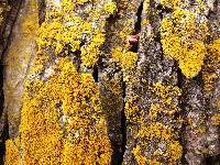 Xanthoria weberi image