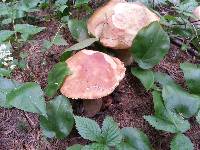 Boletus chippewaensis image