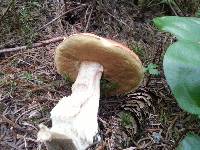 Boletus chippewaensis image