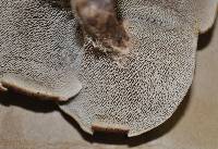 Sarcodon imbricatus image