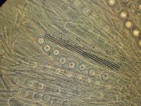 Sphaerosporella brunnea image
