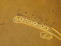 Sphaerosporella brunnea image