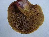 Suillus hirtellus image