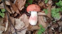 Russula rhodopus image