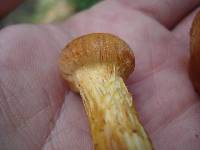 Cortinarius limonius image