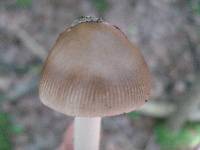 Amanita rhacopus image