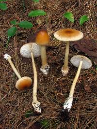 Amanita amerifulva image