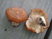 Lactarius proximellus image