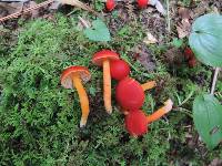 Hygrocybe miniata image