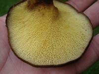 Boletinellus merulioides image