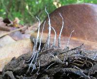 Xylaria magnoliae image