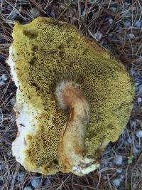 Boletus subtomentosus image