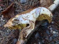 Boletus subtomentosus image