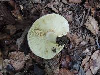 Russula flavisiccans image