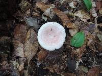 Lactarius subpurpureus image