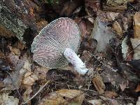 Lactarius subpurpureus image