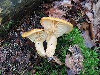 Lactarius croceus image