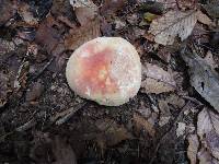 Russula flavisiccans image