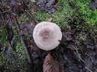 Lactarius mucidus var. mucidioides image