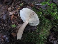 Lactarius mucidus image