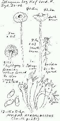 Mycena atroalboides image