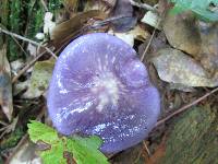 Cortinarius iodes image