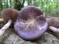 Cortinarius iodes image