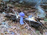 Cortinarius iodes image