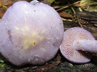 Cortinarius iodes image