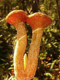 Suillus umbonatus image