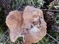 Lactarius vinaceorufescens image