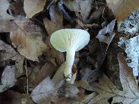 Hygrophorus occidentalis image