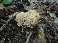 Ramaria pallida image