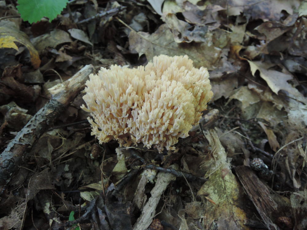 Ramaria pallida image