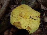 Boletus pseudosulphureus image