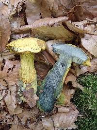 Boletus pseudosulphureus image