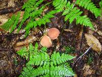 Boletus campestris image