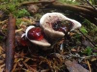 Hydnellum peckii image