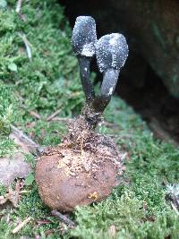 Elaphomyces granulatus image