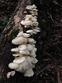 Pleurotus pulmonarius image